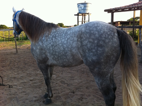 SECRETARIO GRAYSTEEL